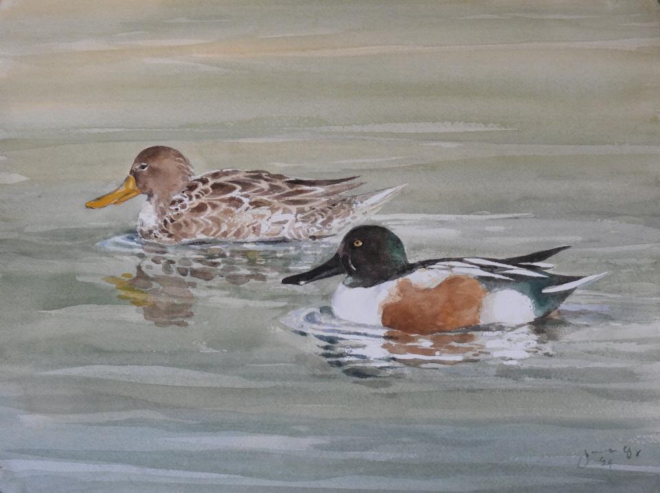 Shoveler Ducks (78K)