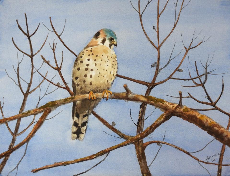 Kestrel (111K)