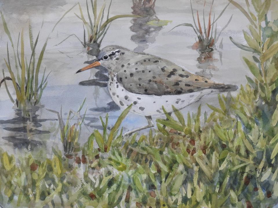 Sandpiper (105K)