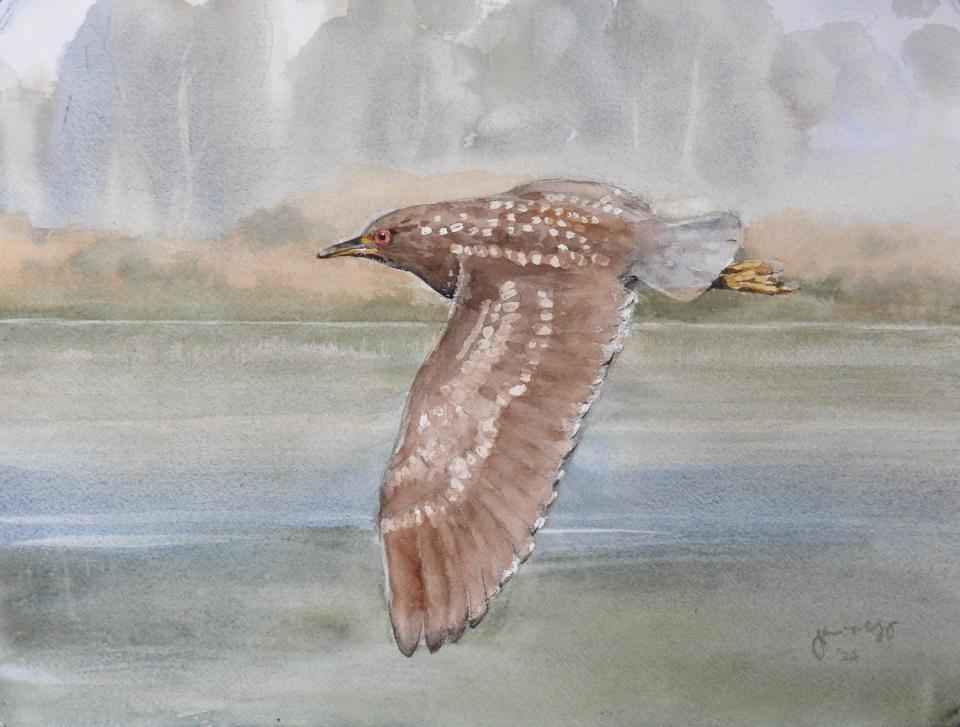 Juvenile Night Heron (85K)
