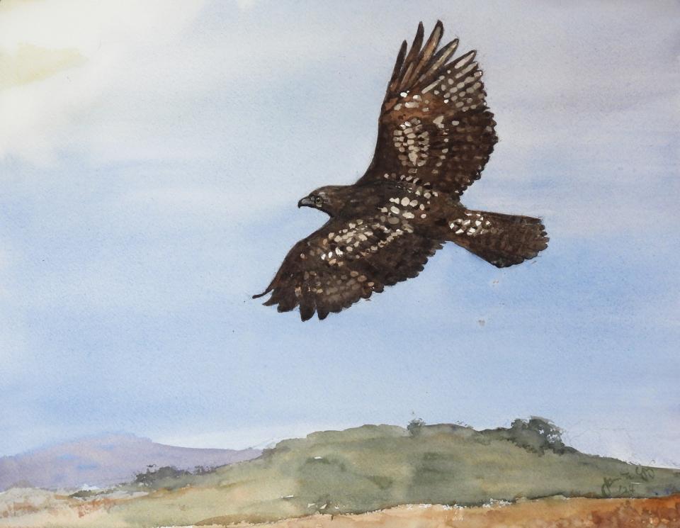 Soaring (69K)