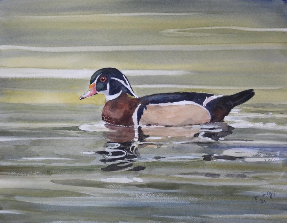 Wood Duck (92K)