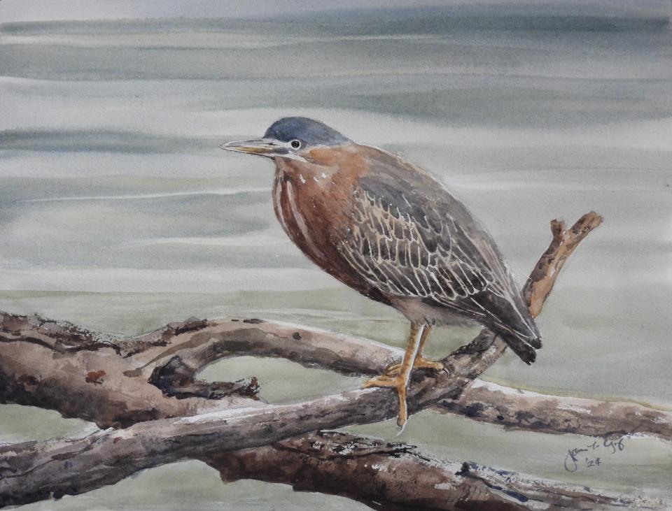 Green Heron (92K)