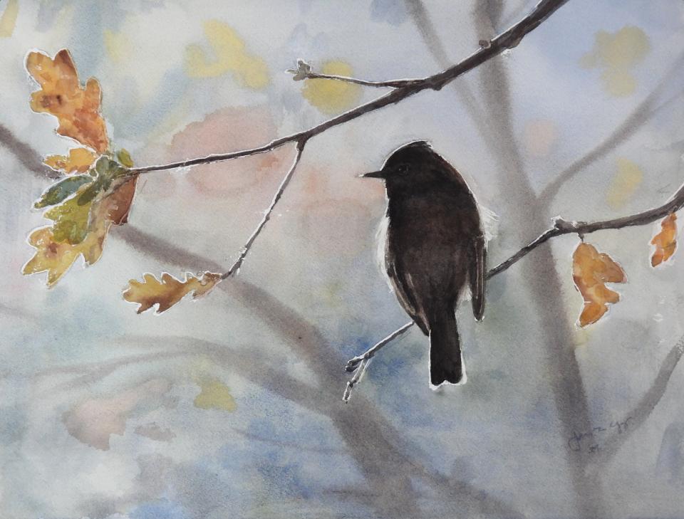 Black Phoebe (83K)