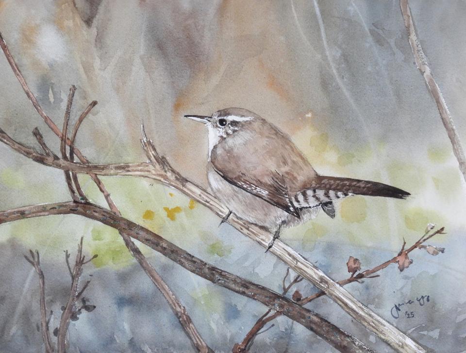 House Wren (103K)