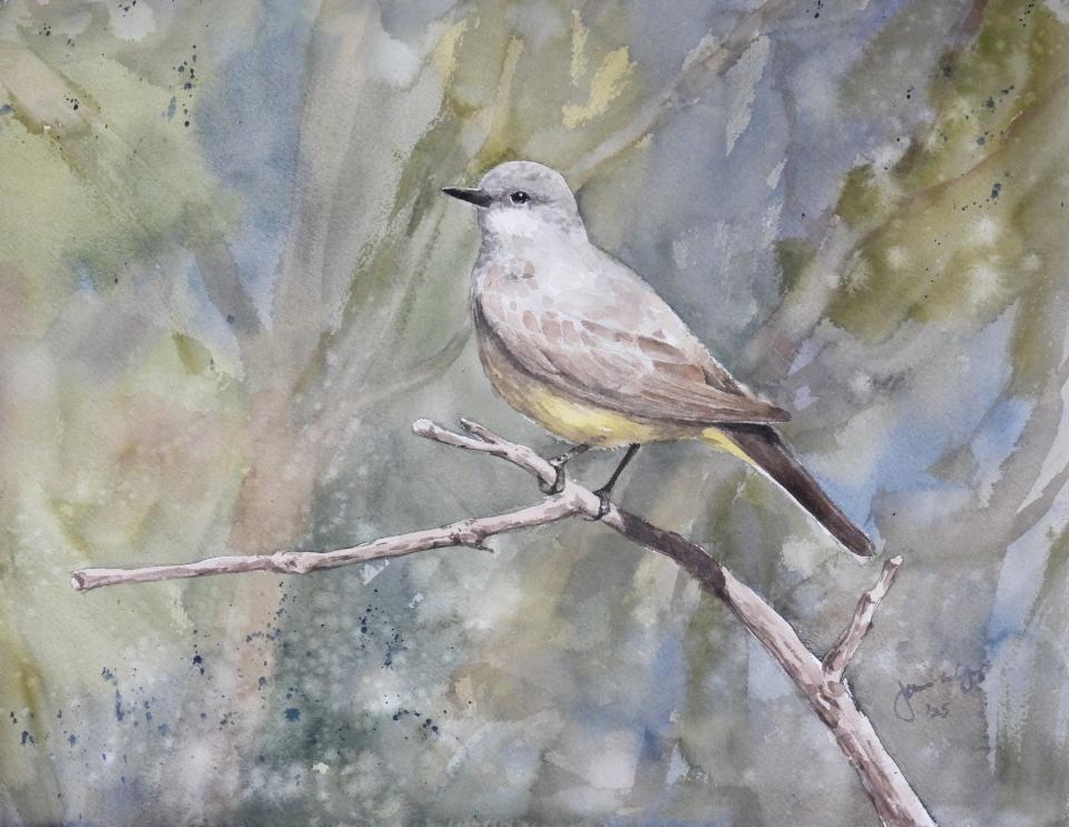 Say's Phoebe (94K)