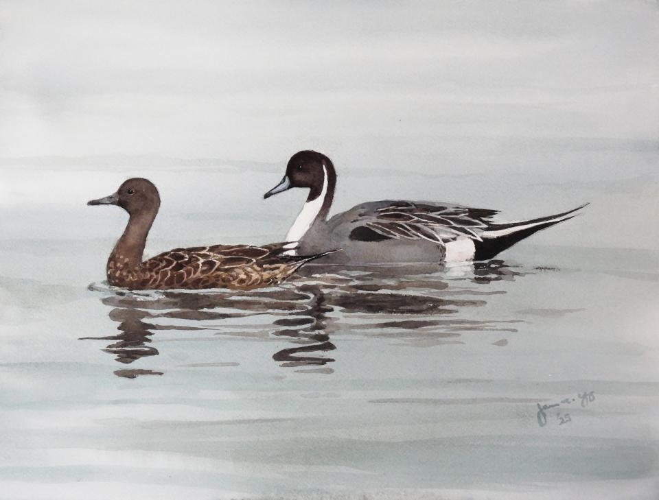 Northern Pintails (60K)